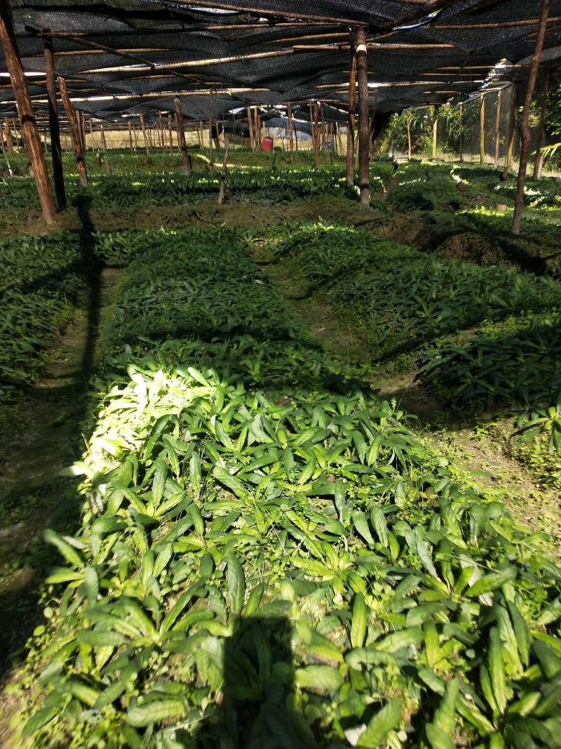 白背草，自家种植，绿水青山好品质，吸收大自然营养长大。