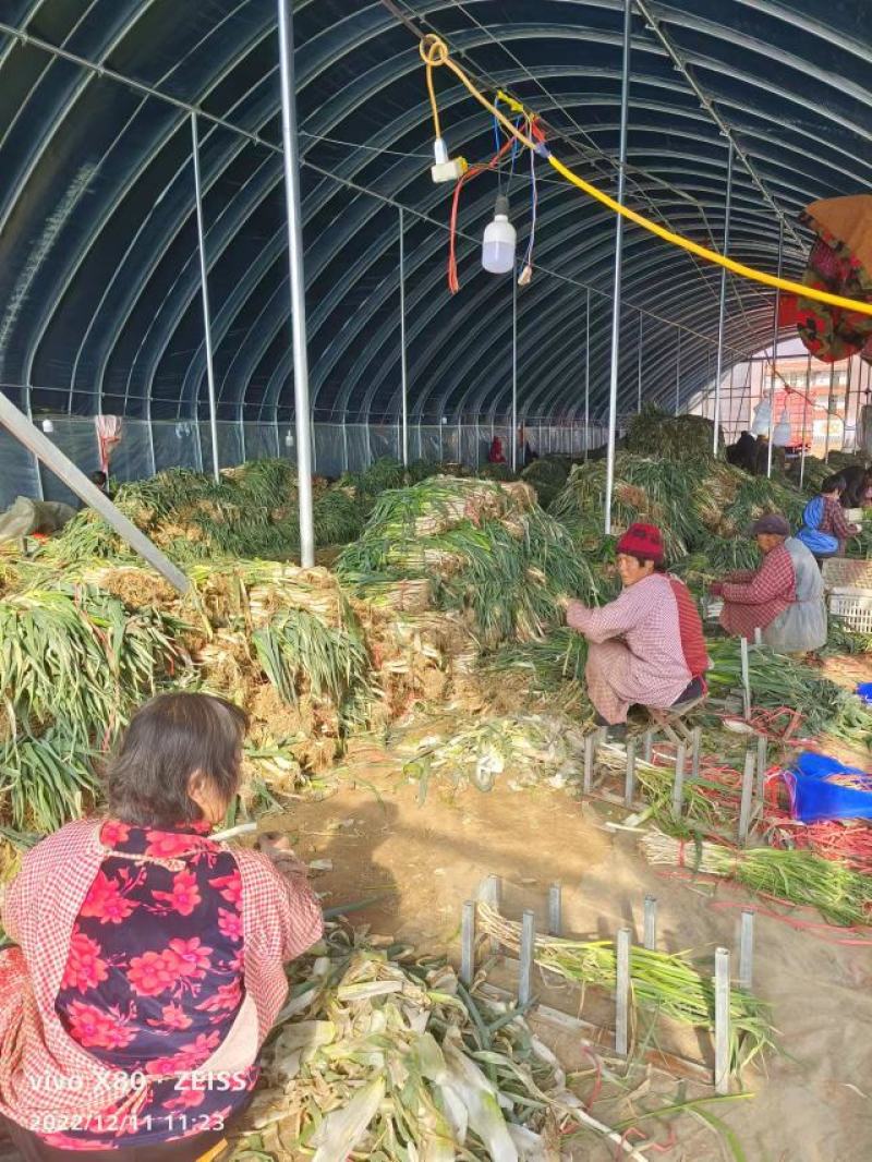 大葱，产地直销，长白，大葱，铁杆大葱