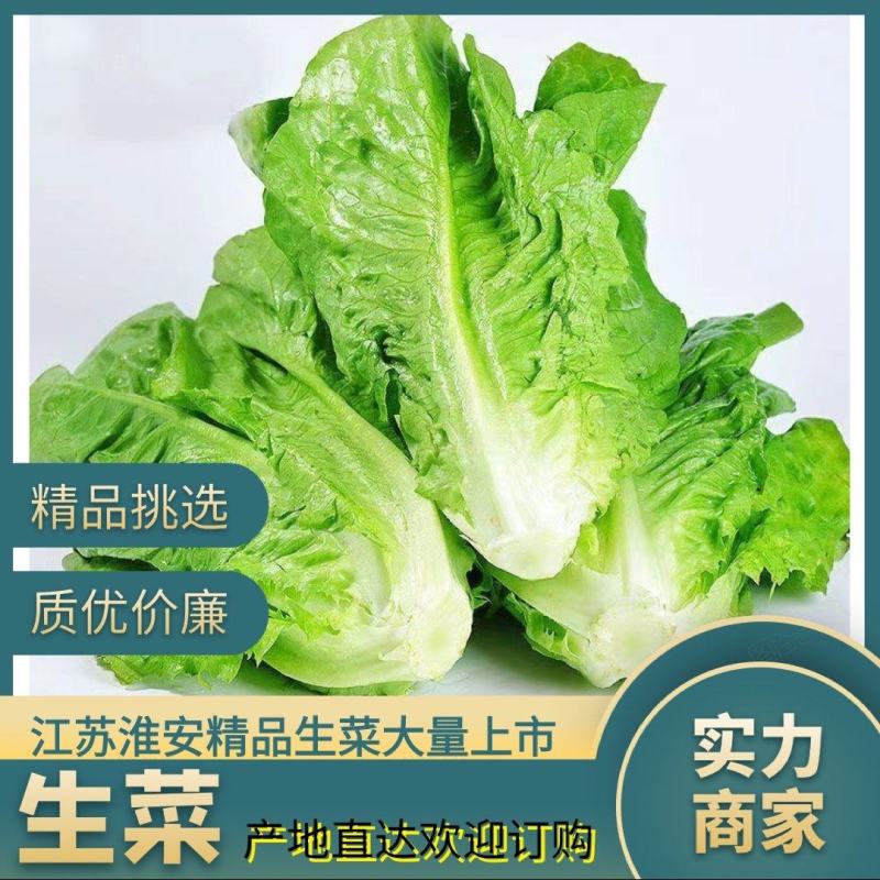 【实力】生菜散叶生菜江苏生菜产地一手货源量大价优