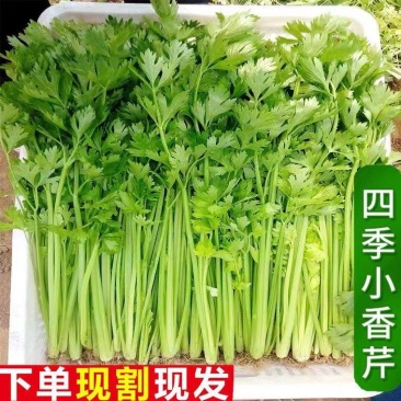 【推荐】香芹芹菜江苏芹菜基地直发品质保证新鲜采摘