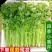 【推荐】香芹芹菜江苏芹菜基地直发品质保证新鲜采摘