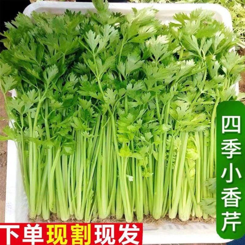 【推荐】香芹芹菜江苏芹菜基地直发品质保证新鲜采摘
