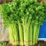 【推荐】香芹芹菜江苏芹菜基地直发品质保证新鲜采摘