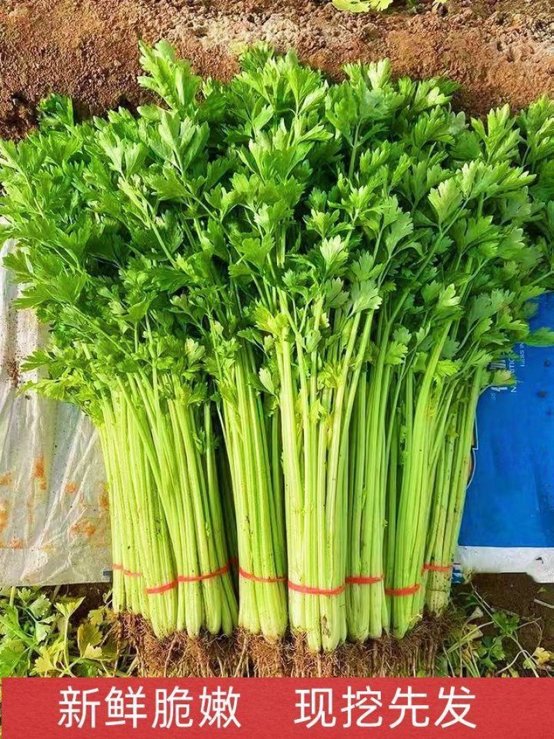 【推荐】香芹芹菜江苏芹菜基地直发品质保证新鲜采摘