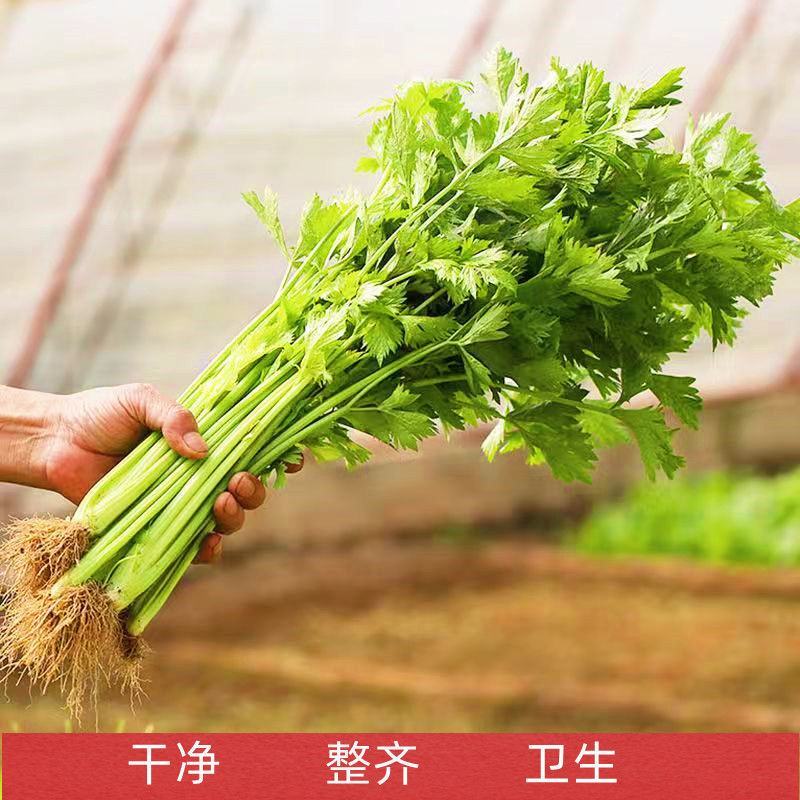 【推荐】香芹芹菜江苏芹菜基地直发品质保证新鲜采摘