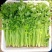 【推荐】香芹芹菜江苏芹菜基地直发品质保证新鲜采摘