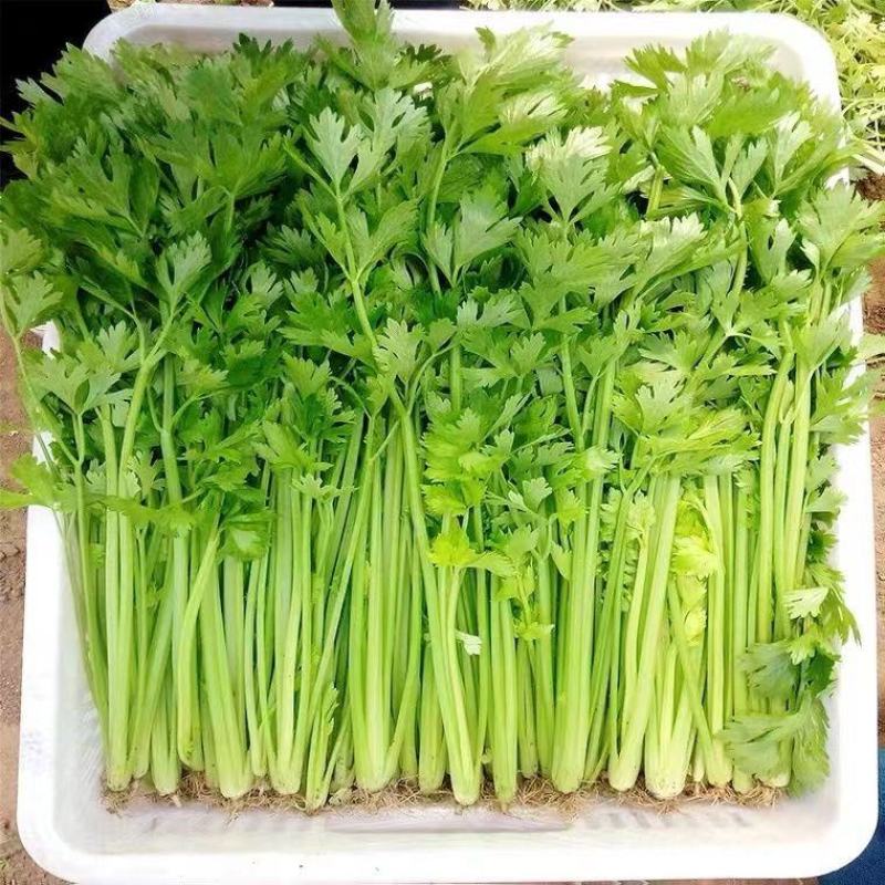 【推荐】香芹芹菜江苏芹菜基地直发品质保证新鲜采摘