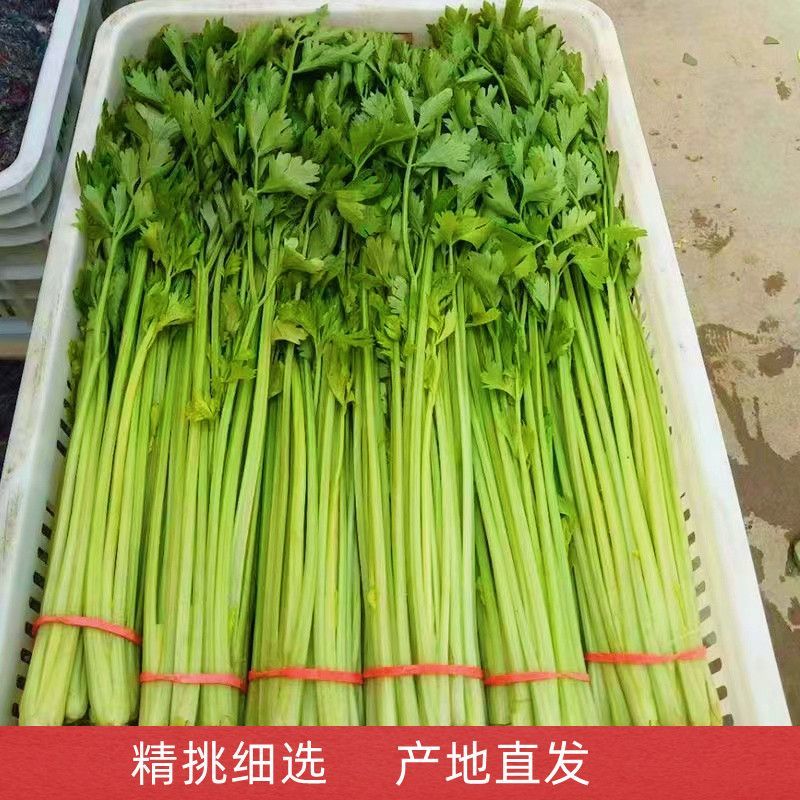 【推荐】香芹芹菜江苏芹菜基地直发品质保证新鲜采摘