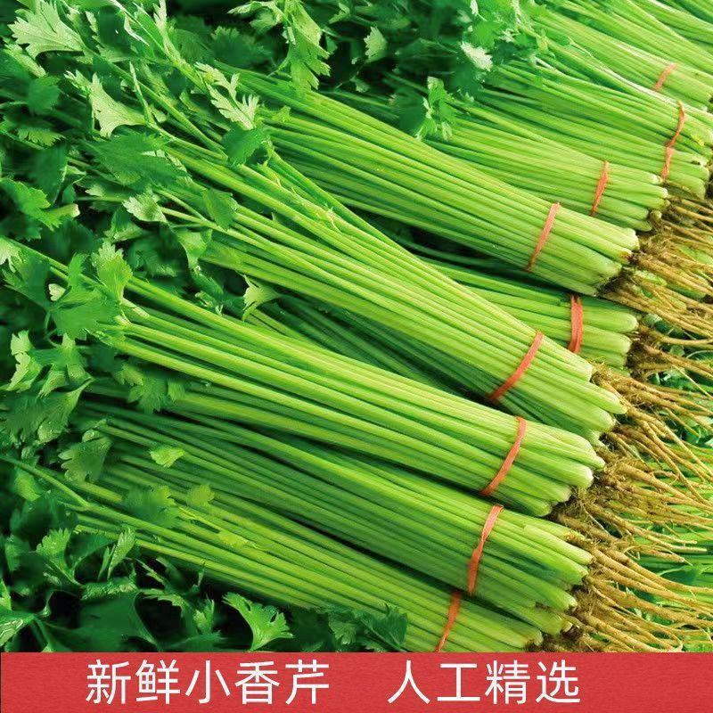【推荐】香芹芹菜江苏芹菜基地直发品质保证新鲜采摘