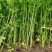 【推荐】香芹芹菜江苏芹菜基地直发品质保证新鲜采摘
