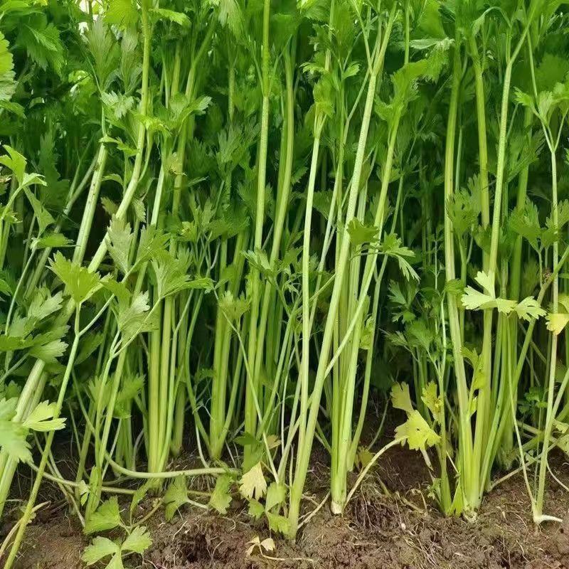 【推荐】香芹芹菜江苏芹菜基地直发品质保证新鲜采摘