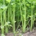 【推荐】香芹芹菜江苏芹菜基地直发品质保证新鲜采摘
