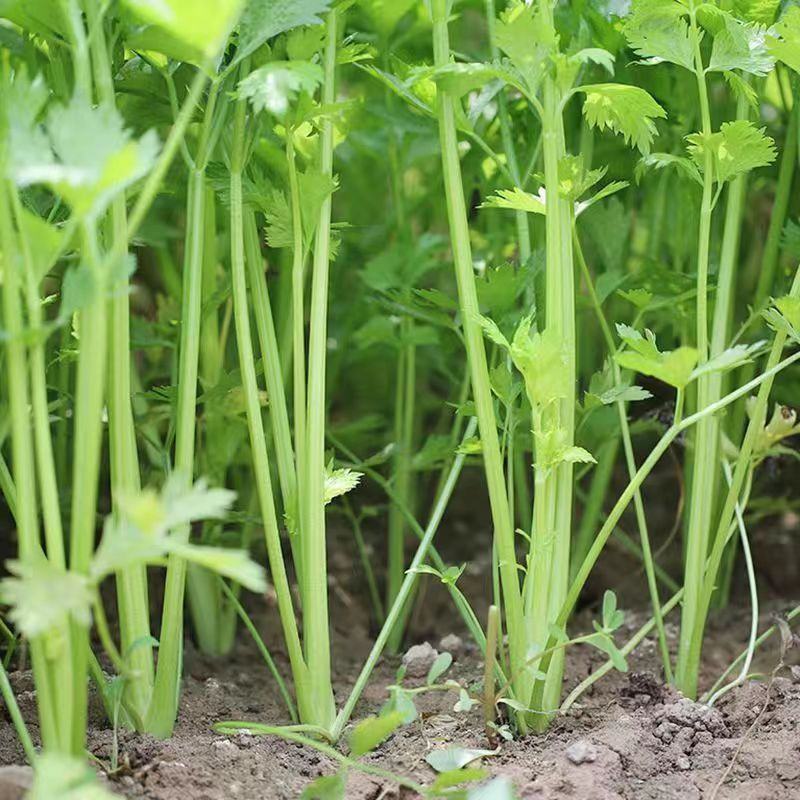 【推荐】香芹芹菜江苏芹菜基地直发品质保证新鲜采摘