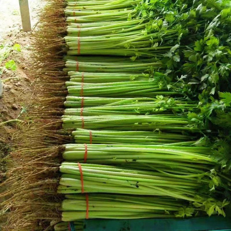 【推荐】香芹芹菜江苏芹菜基地直发品质保证新鲜采摘