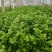 【推荐】香芹芹菜江苏芹菜基地直发品质保证新鲜采摘