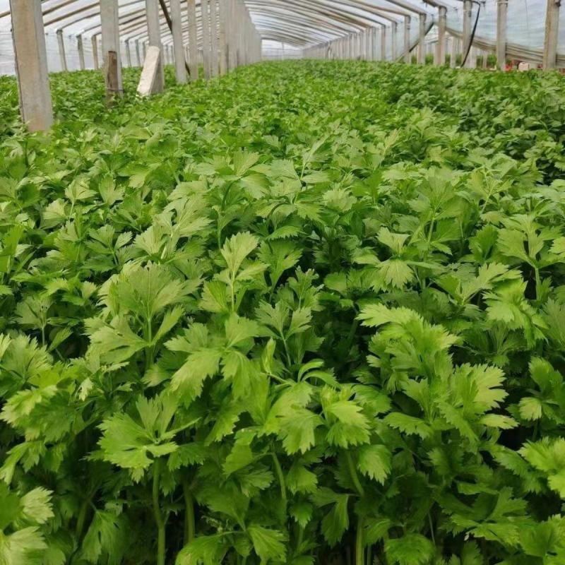 【推荐】香芹芹菜江苏芹菜基地直发品质保证新鲜采摘
