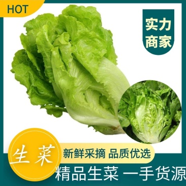 【推荐】精品生菜散叶生菜大量上市现摘现发欢迎订购