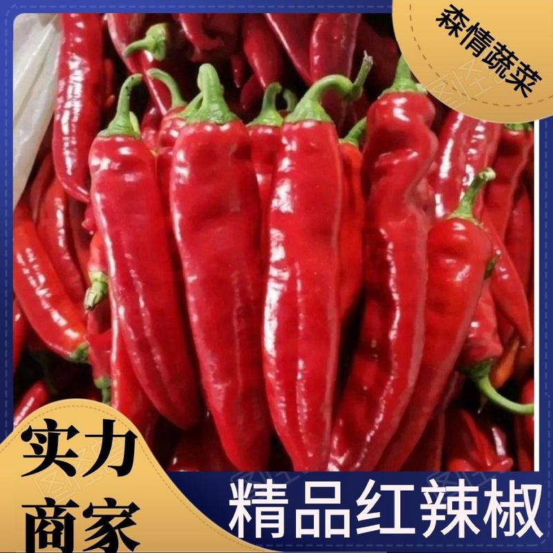 【推荐】精品红辣椒大量上市辣度适中欢迎全国客户订购