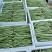 云南孟定精品无筋豆，露天反季节蔬菜，农户一手货源，