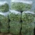 云南孟定精品无筋豆，露天反季节蔬菜，农户一手货源，