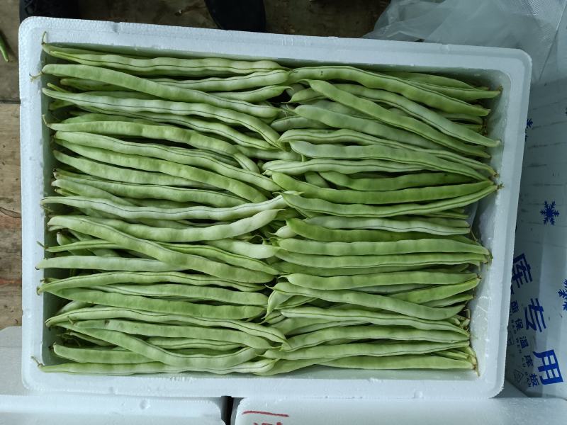 云南孟定精品无筋豆，露天反季节蔬菜，农户一手货源，