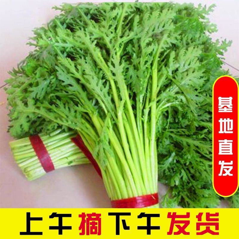 【推荐】江苏淮安小叶茼蒿品质保证新鲜采摘欢迎订购