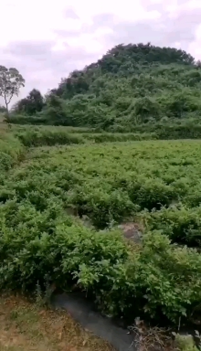 我这边是张家界罗塔坪莓茶发源地，一手货源，有需要可以联系