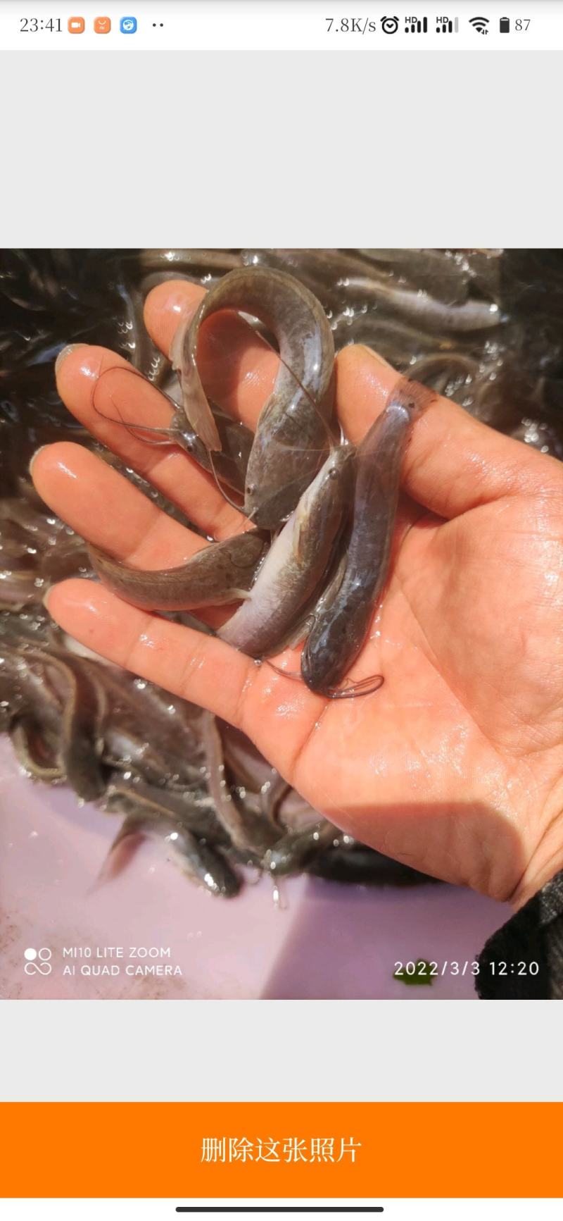 黄鳝鱼苗，白鳝鱼苗，大量现货批发货。欢迎全国客户订购