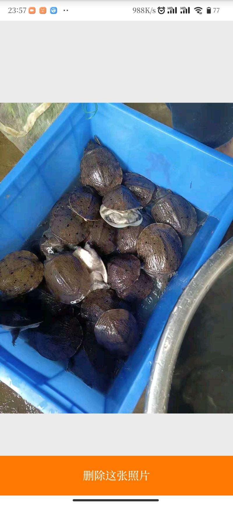 黄鳝鱼苗，白鳝鱼苗，大量现货批发货。欢迎全国客户订购