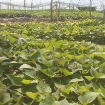 基地直供25蜜薯苗西瓜红苗哈密苗地瓜苗蜜薯苗