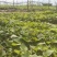 基地直供25蜜薯苗西瓜红苗哈密苗地瓜苗蜜薯苗