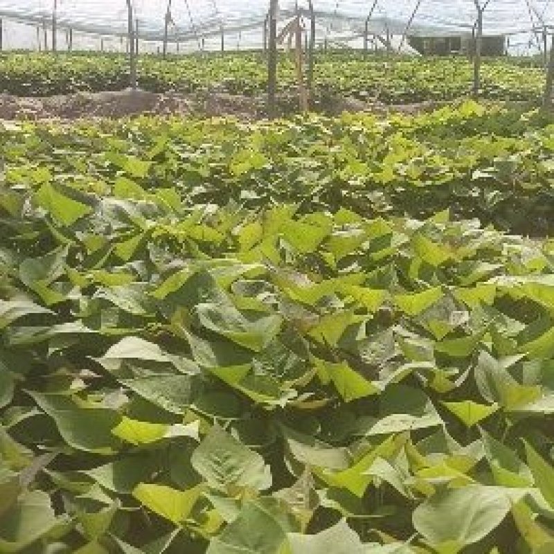 基地直供25蜜薯苗西瓜红苗哈密苗地瓜苗蜜薯苗