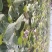 基地直供25蜜薯苗西瓜红苗哈密苗地瓜苗蜜薯苗