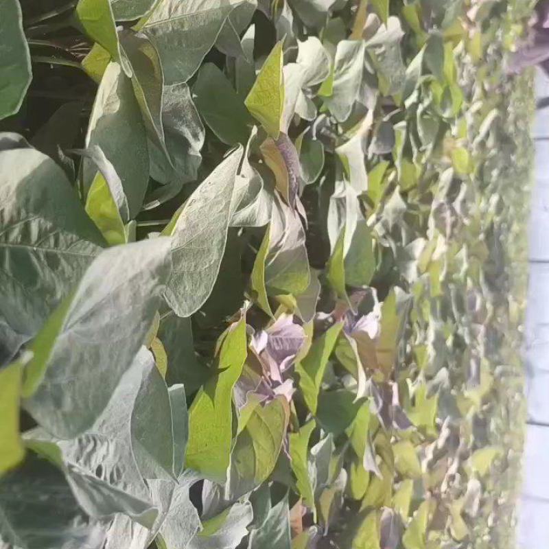 基地直供25蜜薯苗西瓜红苗哈密苗地瓜苗蜜薯苗
