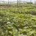 基地直供25蜜薯苗西瓜红苗哈密苗地瓜苗蜜薯苗
