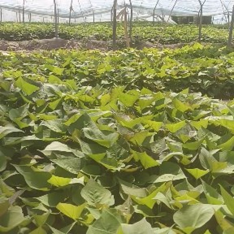 基地直供25蜜薯苗西瓜红苗哈密苗地瓜苗蜜薯苗