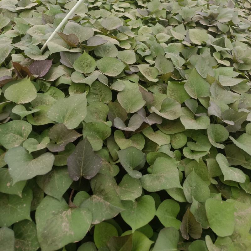 基地直供25蜜薯苗西瓜红苗哈密苗地瓜苗蜜薯苗