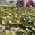 基地直供25蜜薯苗西瓜红苗哈密苗地瓜苗蜜薯苗