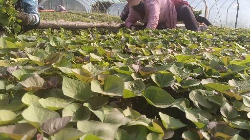 基地直供25蜜薯苗西瓜红苗哈密苗地瓜苗蜜薯苗