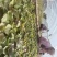 基地直供25蜜薯苗西瓜红苗哈密苗地瓜苗蜜薯苗