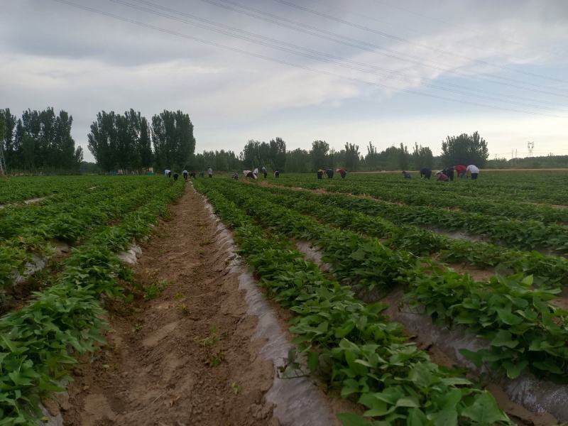 基地直供25蜜薯苗西瓜红苗哈密苗地瓜苗蜜薯苗