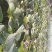 基地直供25蜜薯苗西瓜红苗哈密苗地瓜苗蜜薯苗