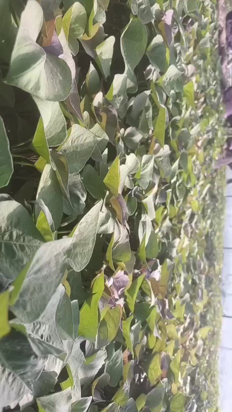 基地直供25蜜薯苗西瓜红苗哈密苗地瓜苗蜜薯苗