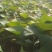 基地直供25蜜薯苗西瓜红苗哈密苗地瓜苗蜜薯苗