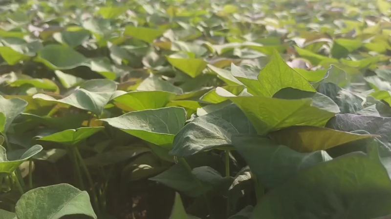 基地直供25蜜薯苗西瓜红苗哈密苗地瓜苗蜜薯苗