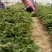 基地直供25蜜薯苗西瓜红苗哈密苗地瓜苗蜜薯苗