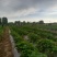 基地直供25蜜薯苗西瓜红苗哈密苗地瓜苗蜜薯苗
