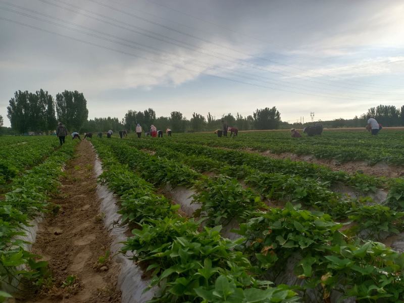 基地直供25蜜薯苗西瓜红苗哈密苗地瓜苗蜜薯苗