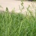 鸭茅种子果园草籽寒耐旱耐荫春季返青早冬季休眠晚多年生草本