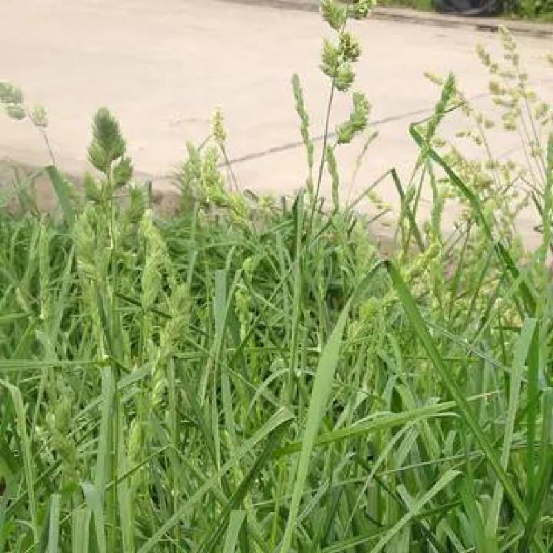 鸭茅种子果园草籽寒耐旱耐荫春季返青早冬季休眠晚多年生草本